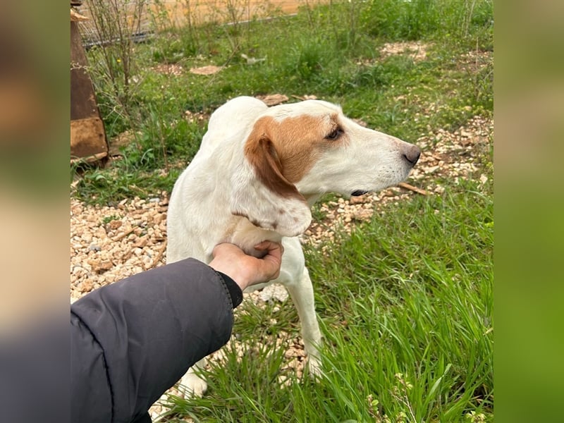 Irma sucht ein Zuhause ❤️