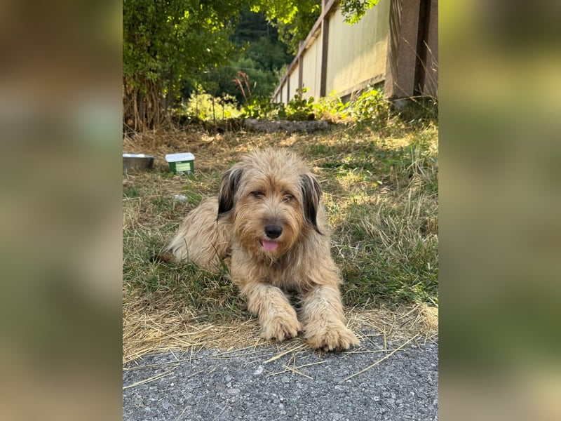 Hundemama Cupka sucht liebevolles Zuhause ❤️