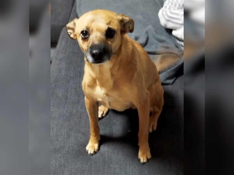 Mena sucht ihr neues Zuhause ❤️