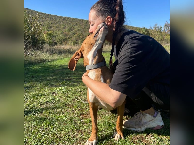 Dobby sucht sein Für-immer-Zuhause! ❤️ Dobby sucht sein Für-immer-Zuhause! ❤️