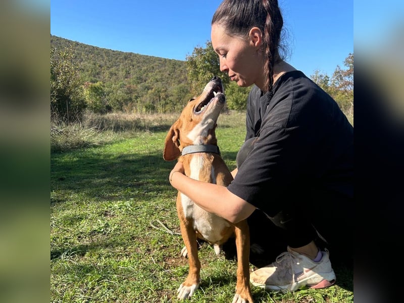 Dobby sucht sein Für-immer-Zuhause! ❤️ Dobby sucht sein Für-immer-Zuhause! ❤️