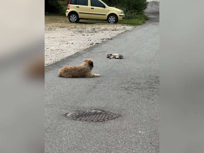 Hundemama Cupka sucht liebevolles Zuhause ❤️