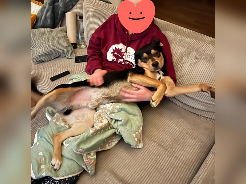 Zako sucht sein Für-Immer-Zuhause ❤️