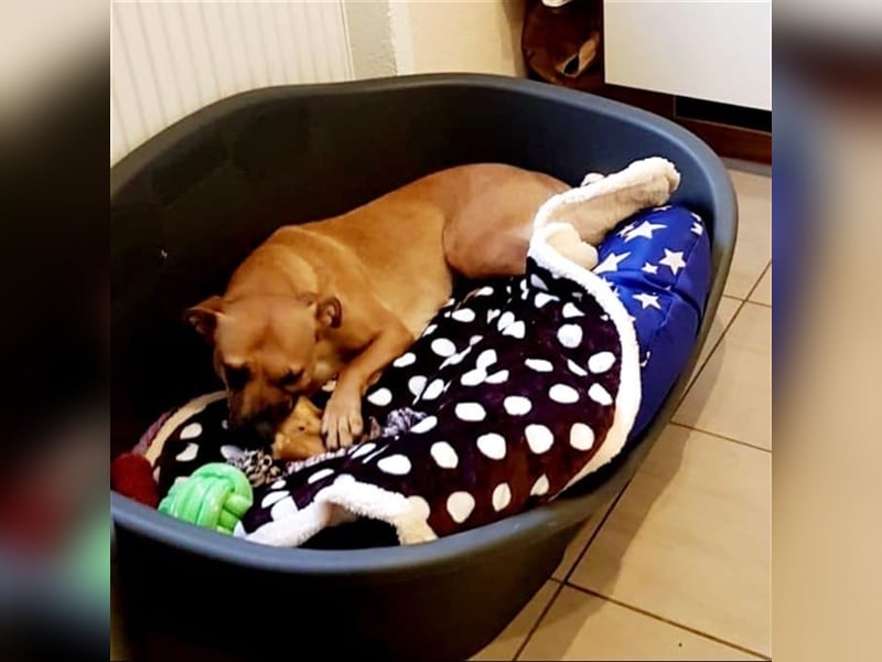 Mena sucht ihr neues Zuhause ❤️