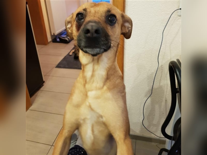 Mena sucht ihr neues Zuhause ❤️