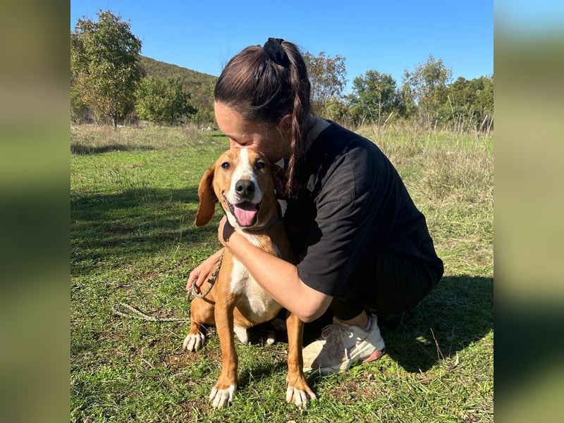 Dobby sucht sein Für-immer-Zuhause! ❤️ Dobby sucht sein Für-immer-Zuhause! ❤️