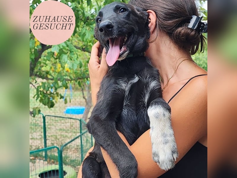 Süßmann Jokeli sucht ein Zuhause oder eine Pflegestelle ❤️