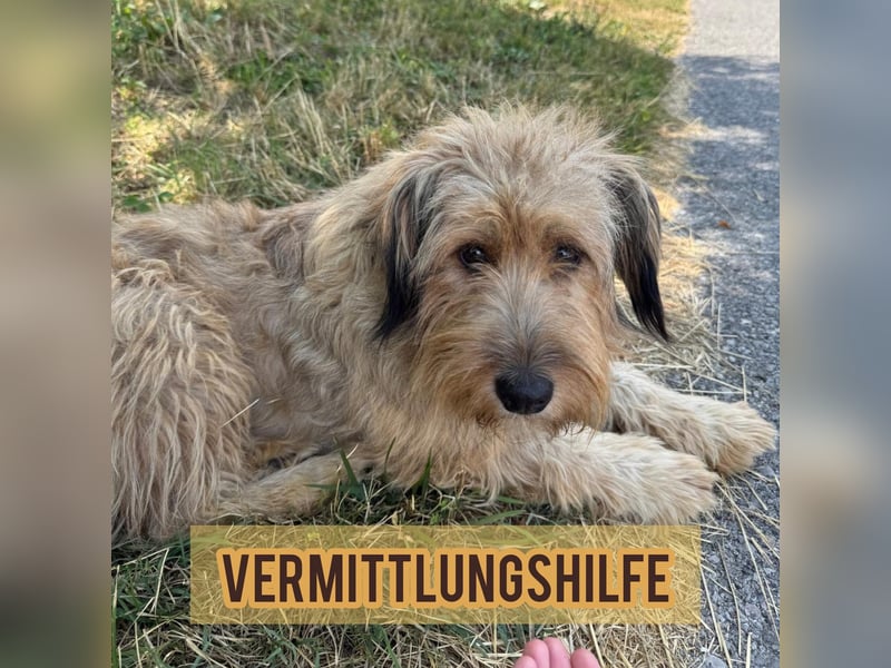 Hundemama Cupka sucht liebevolles Zuhause ❤️