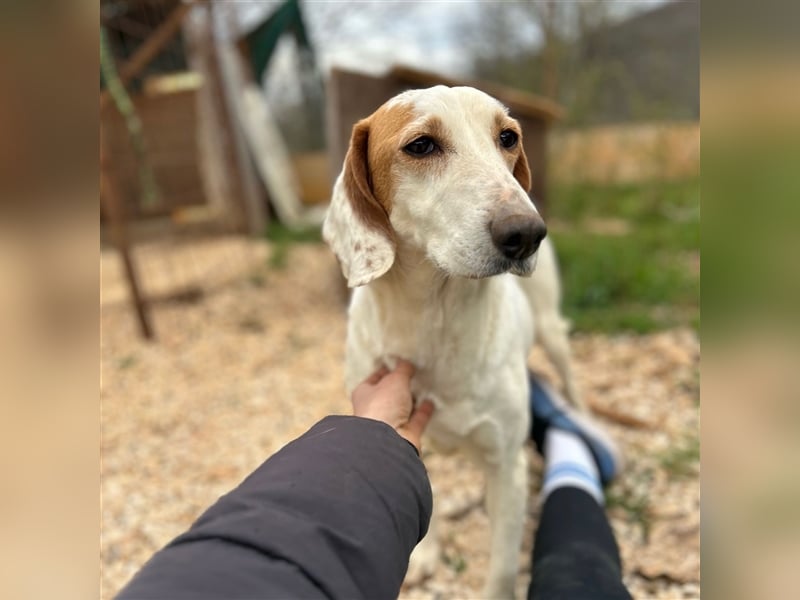 Irma sucht ein Zuhause ❤️