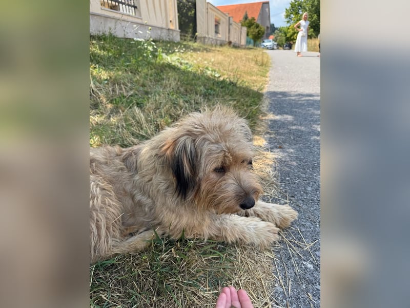 Hundemama Cupka sucht liebevolles Zuhause ❤️