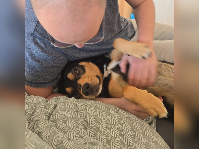Zako sucht sein Für-Immer-Zuhause ❤️