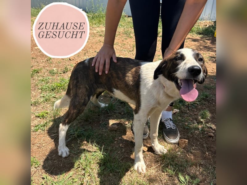 Junghündin Apricot wartet auf ihr Zuhause ❤️