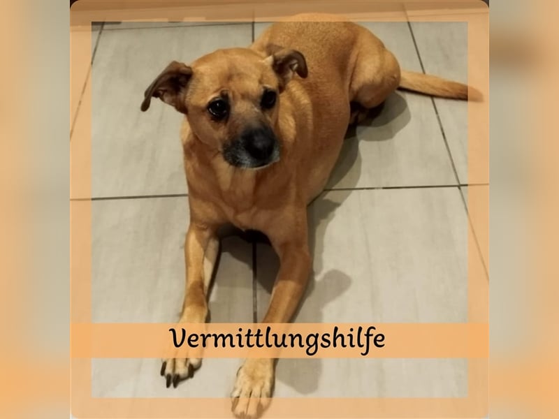 Mena sucht ihr neues Zuhause ❤️