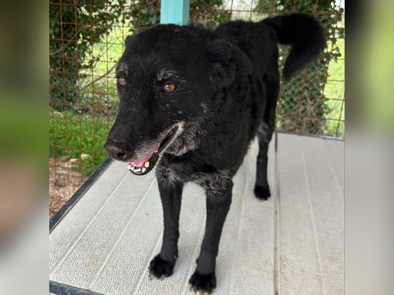 Naomi & Lero suchen ihr Für-immer-Zuhause ❤️