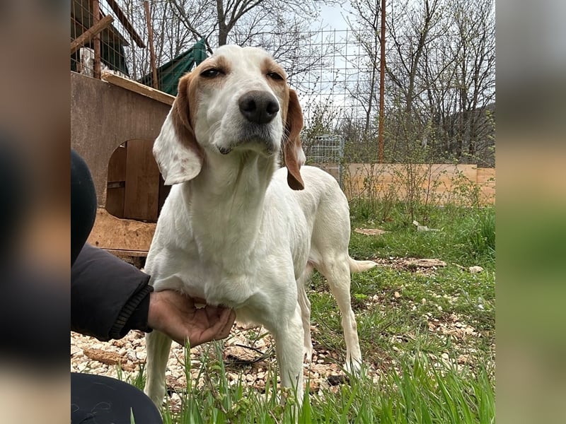 Irma sucht ein Zuhause ❤️