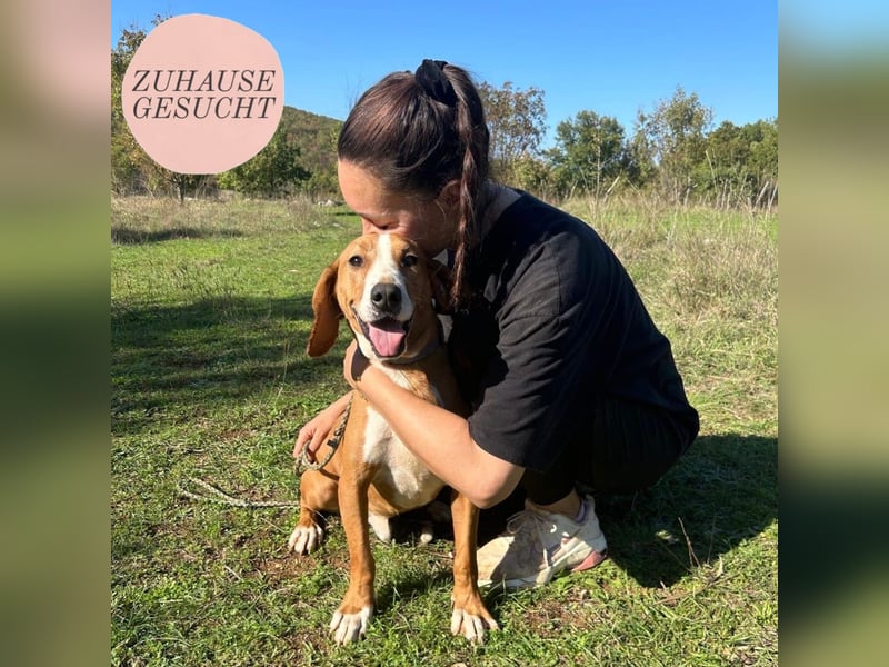 Dobby sucht sein Für-immer-Zuhause! ❤️ Dobby sucht sein Für-immer-Zuhause! ❤️