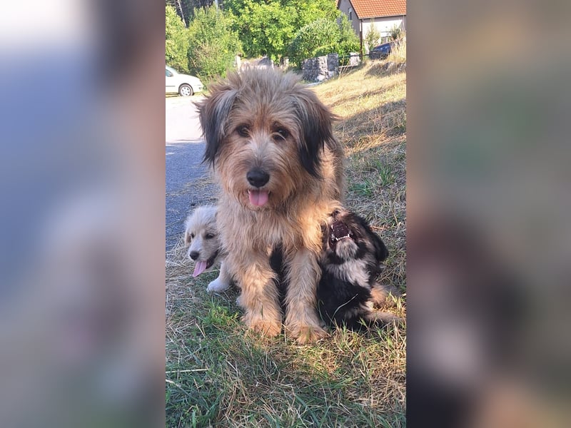 Hundemama Cupka sucht liebevolles Zuhause ❤️