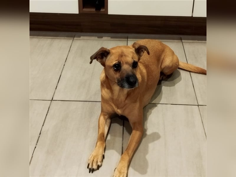 Mena sucht ihr neues Zuhause ❤️