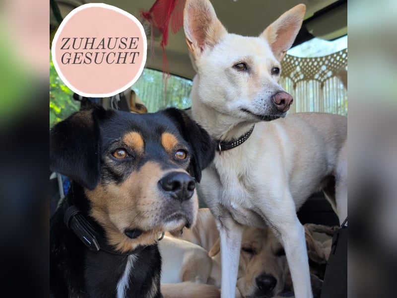 Zako sucht sein Für-Immer-Zuhause ❤️
