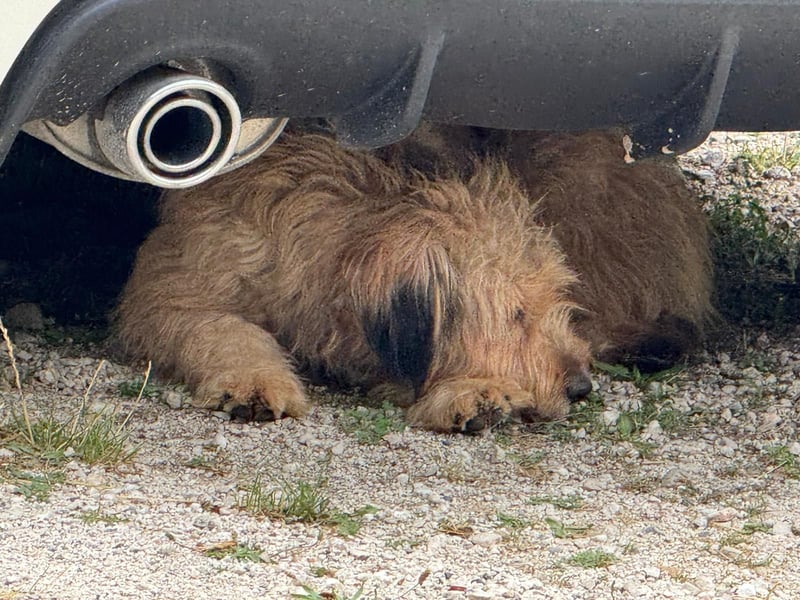 Hundemama Cupka sucht liebevolles Zuhause ❤️