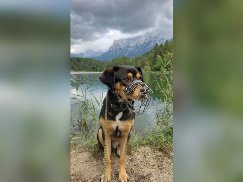 Zako sucht sein Für-Immer-Zuhause ❤️