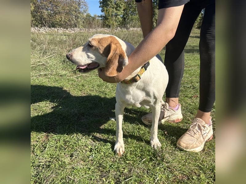 Irma sucht ein Zuhause ❤️