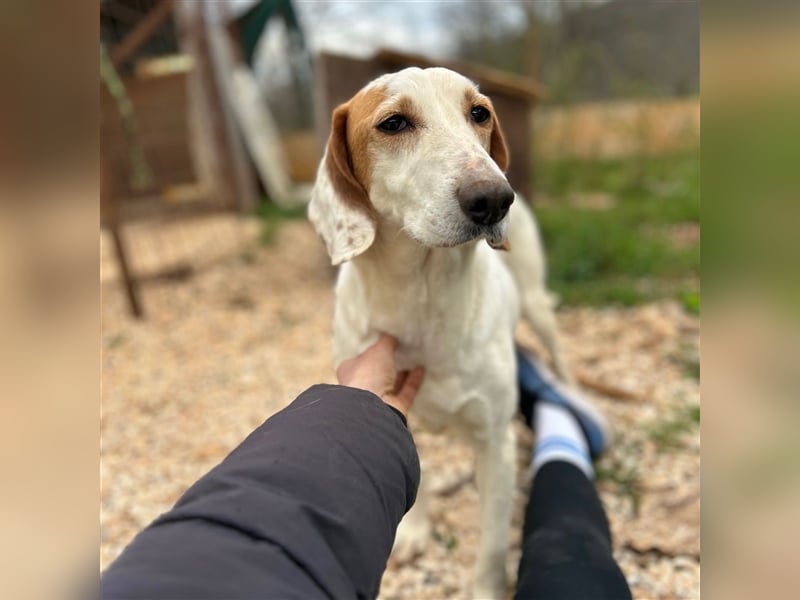 Irma sucht ein Zuhause ❤️