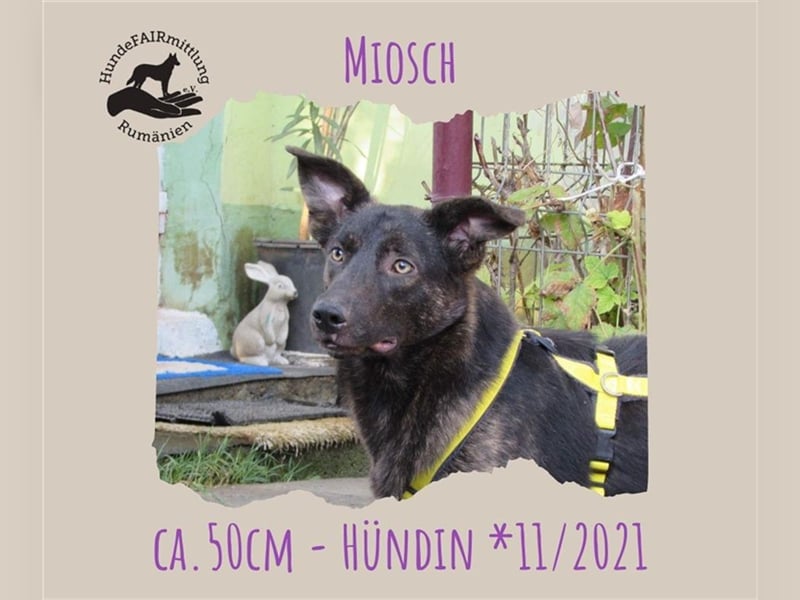 Miosch
