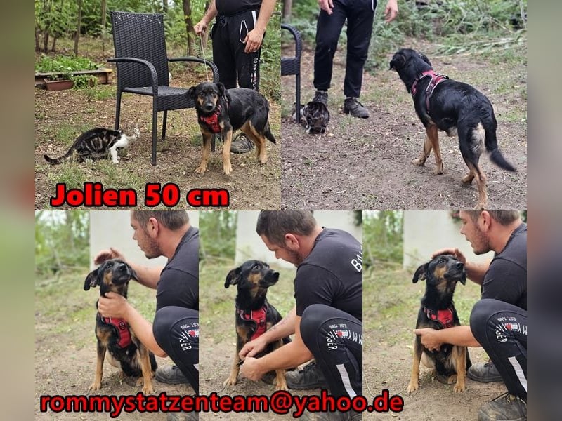 Jolien ist eine sanfte, sensible Hündin