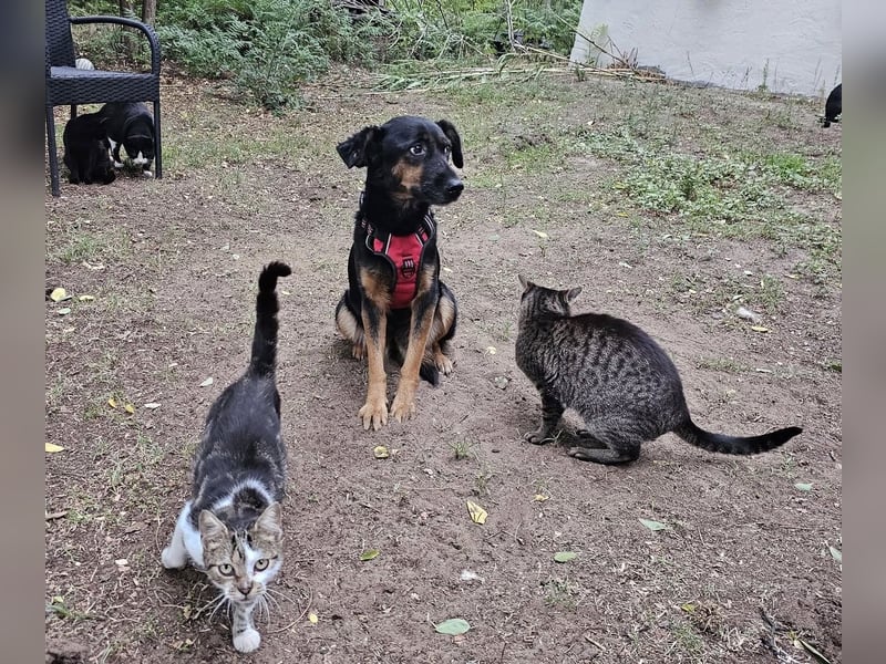 Jolien ist eine sanfte, sensible Hündin