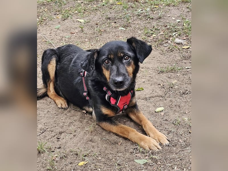 Jolien ist eine sanfte, sensible Hündin