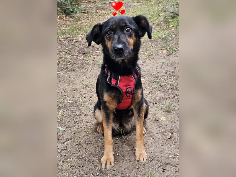 Jolien ist eine sanfte, sensible Hündin