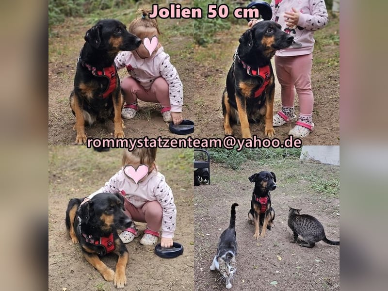 Jolien ist eine sanfte, sensible Hündin