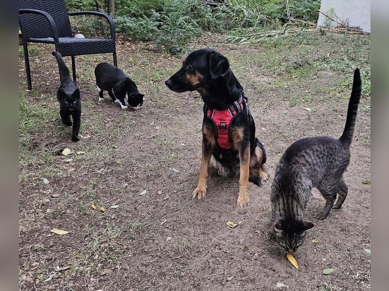 Jolien ist eine sanfte, sensible Hündin