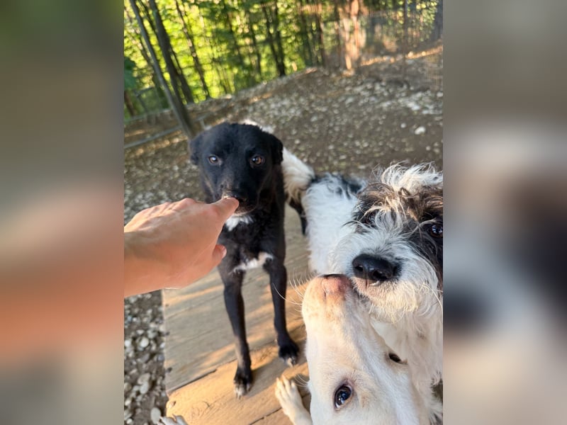 Niedliche BILLIE könnte dein Herzenshund werden