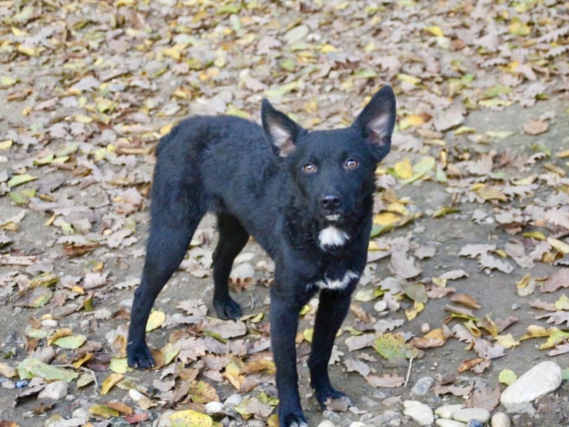 Niedliche BILLIE könnte dein Herzenshund werden