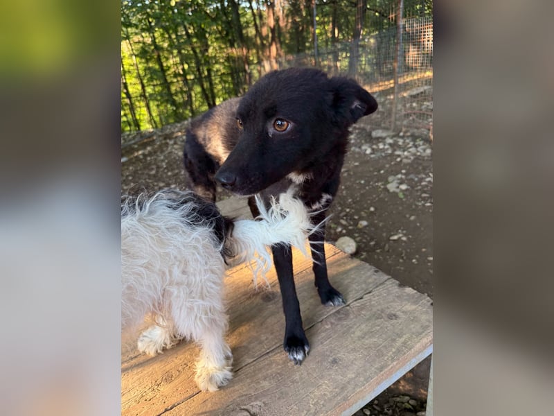 Niedliche BILLIE könnte dein Herzenshund werden