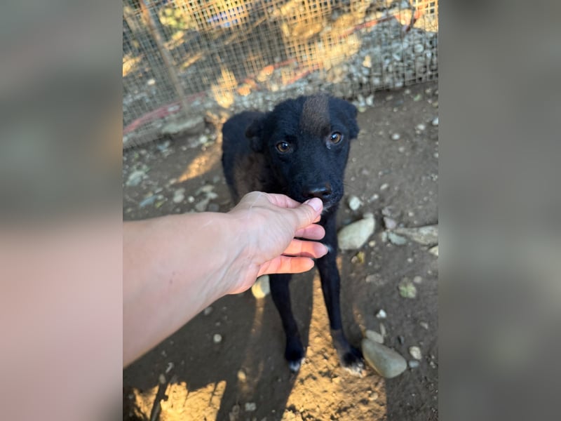 Niedliche BILLIE könnte dein Herzenshund werden