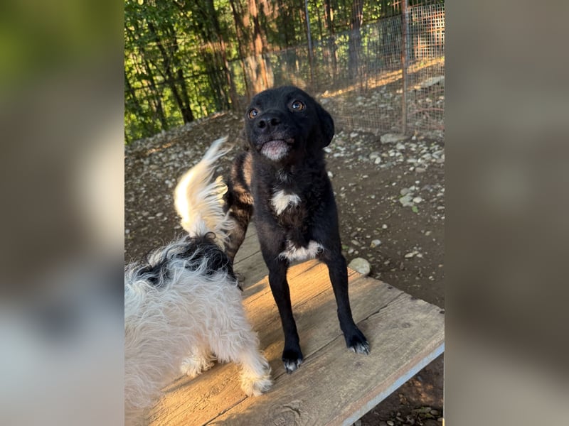 Niedliche BILLIE könnte dein Herzenshund werden
