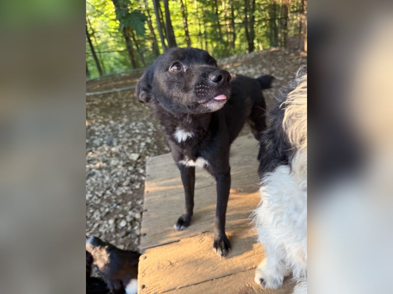 Niedliche BILLIE könnte dein Herzenshund werden