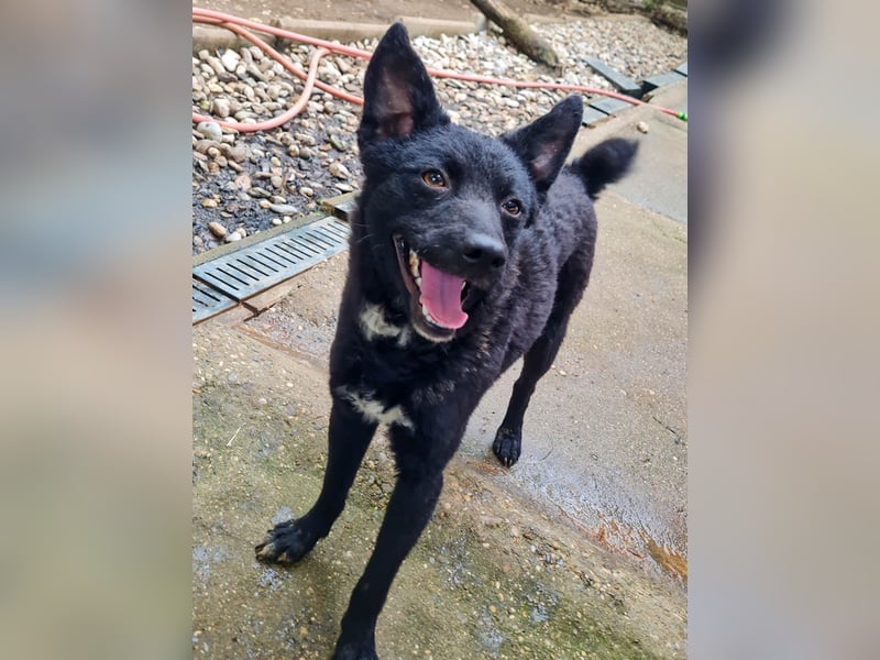 Niedliche BILLIE könnte dein Herzenshund werden