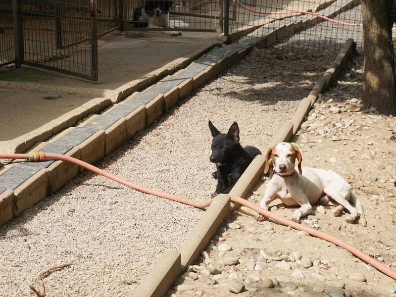 Niedliche BILLIE könnte dein Herzenshund werden