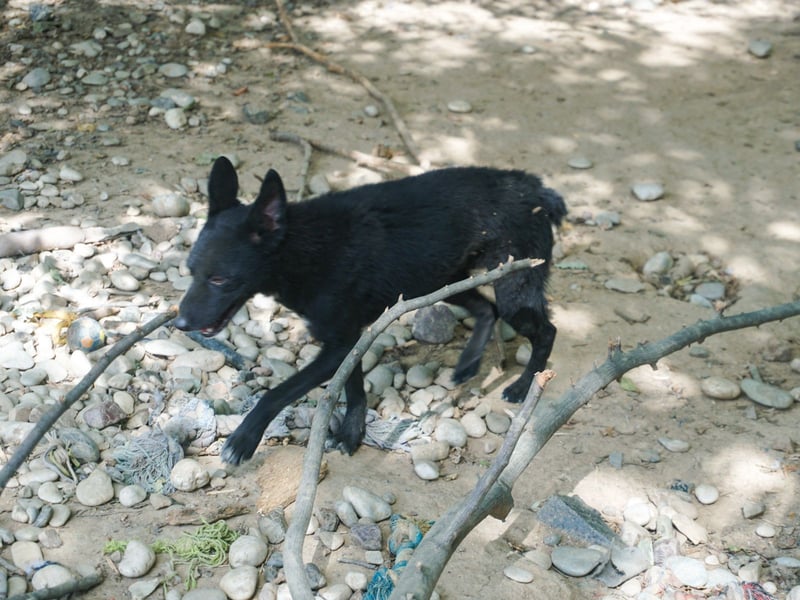 Niedliche BILLIE könnte dein Herzenshund werden
