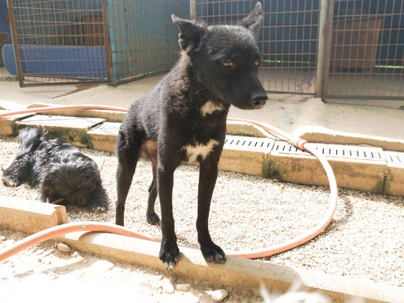 Niedliche BILLIE könnte dein Herzenshund werden