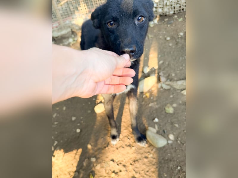 Niedliche BILLIE könnte dein Herzenshund werden