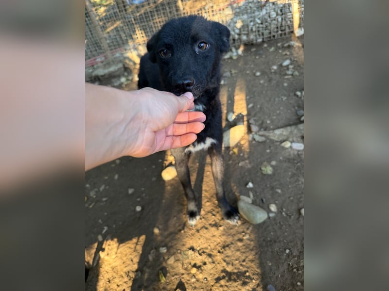 Niedliche BILLIE könnte dein Herzenshund werden