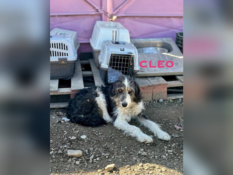 Cleo sucht Ihr Glück