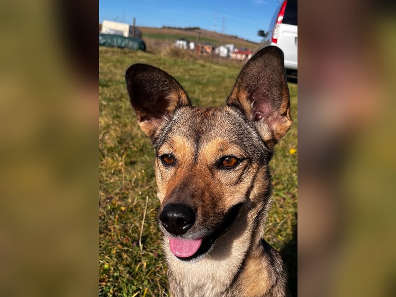 Pax sucht dringend eine Pflegestelle!