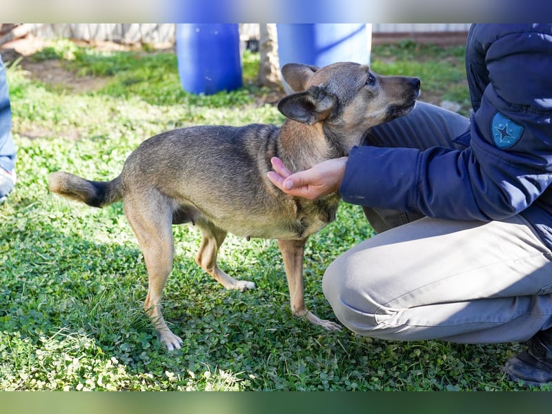 Pax sucht dringend eine Pflegestelle!