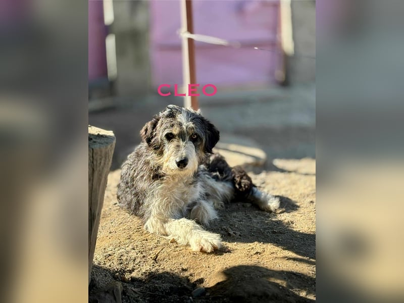 Cleo sucht Ihr Glück